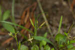 Roadside bittercress